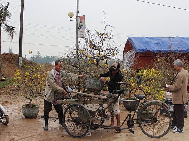 Selling apricot trees